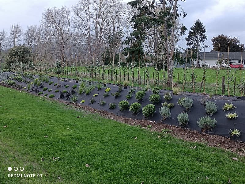 Groundcover Gardens